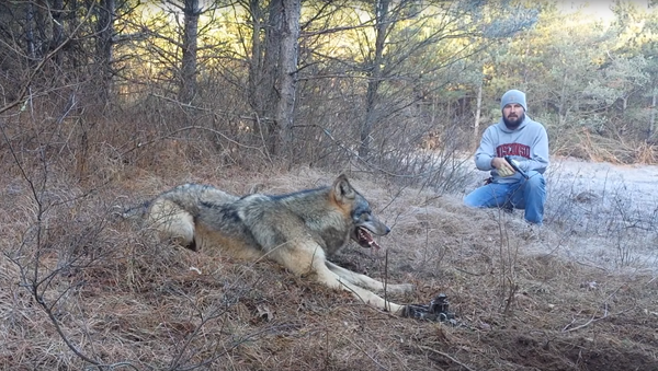 Охотники освободили волка из капкана - Sputnik Молдова