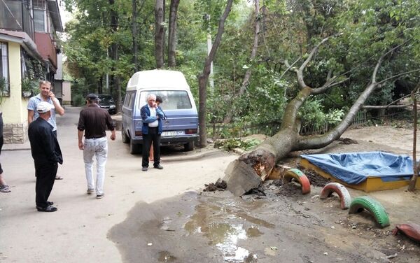 Дерево упало на детскую площадку в Кишиневе - Sputnik Молдова