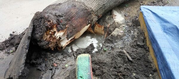 Корни упавшего дерева Корни упавшего дерева - Sputnik Молдова