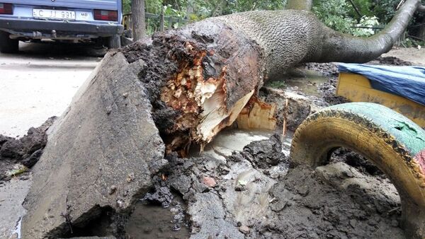 Вода подмыла корни дерева, упавшего на детскую площадку в Кишиневе - Sputnik Moldova