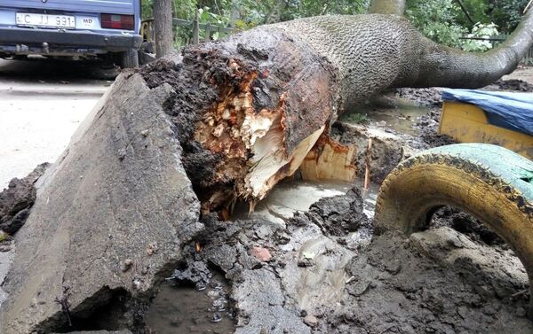 Вода подмыла корни дерева, упавшего на детскую площадку в Кишиневе - Sputnik Молдова