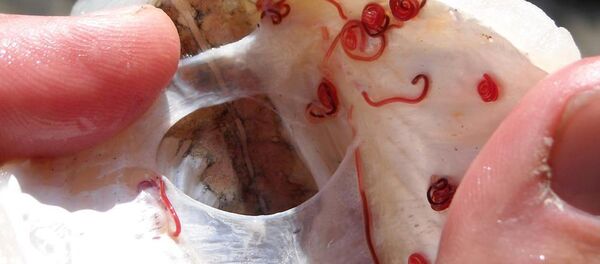 Produse alimentare cu viermi. Poză simbol - Sputnik Moldova