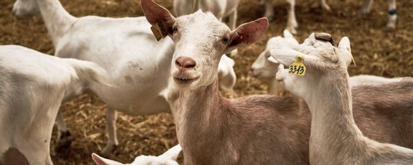 Стадо коз Стадо коз - Sputnik Молдова