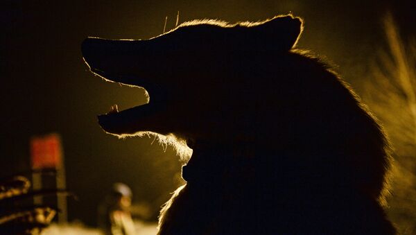 Волк, архивное фото.  - Sputnik Молдова