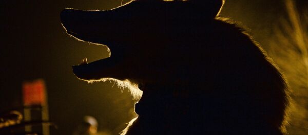 Волк Волк - Sputnik Молдова