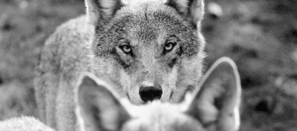 Волки - Sputnik Moldova-România