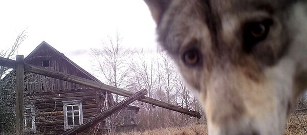 Волк Волк - Sputnik Moldova