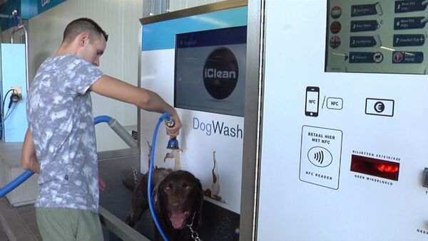 Ванная для собак, или Как в Нидерландах моют питомцев вместе с машинами - Sputnik Moldova