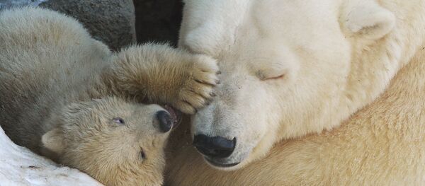 Polar bear - Sputnik Молдова