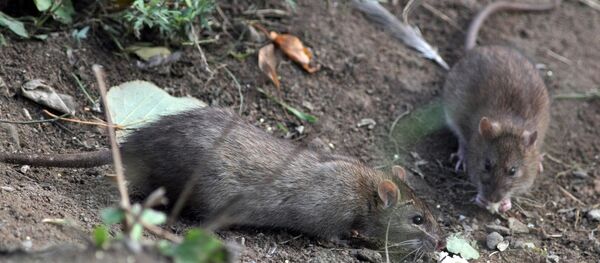 Крыса - Sputnik Молдова