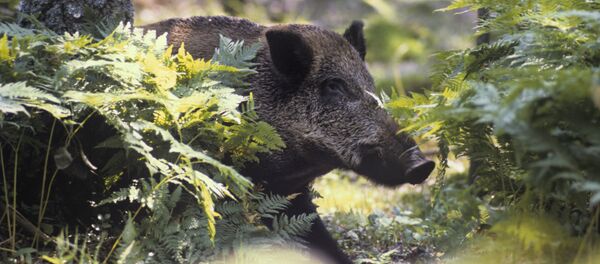 Mistreț sălbatic - Sputnik Moldova