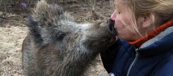 Creșterea mistreților sălbatici - Sputnik Moldova