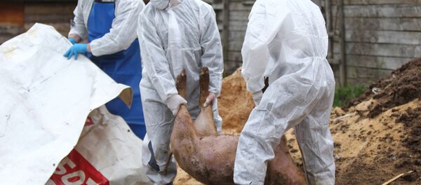 Вспышка африканской чумы свиней в Новгородской области - Sputnik Moldova