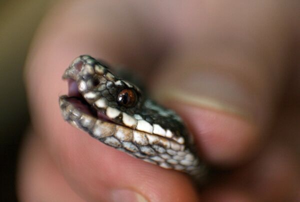 Смертельная опасность для туристов в Румынии: врачи в отчаянии Смертельная опасность для туристов в Румынии: врачи в отчаянии - Sputnik Молдова