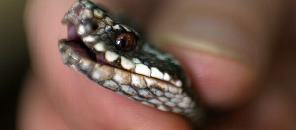 Гадюка - Sputnik Moldova-România