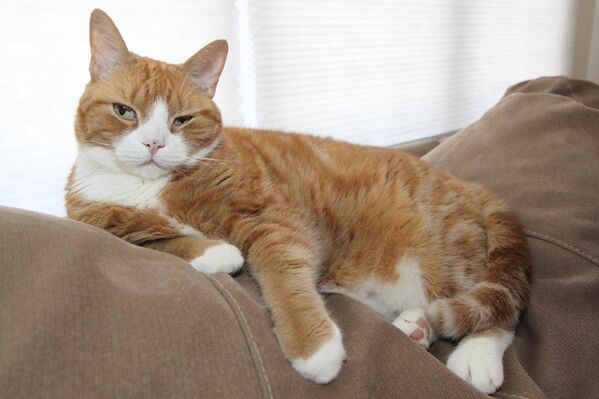 Кот лежит на диване. Архивное фото - Sputnik Молдова