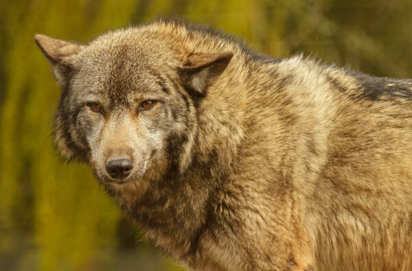 Оборотни в Молдове: литературные доказательства - Sputnik Молдова