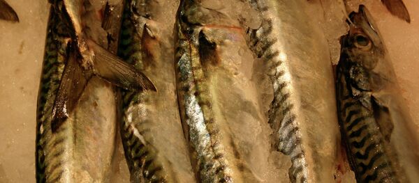 Замороженная скумбрия - Sputnik Moldova