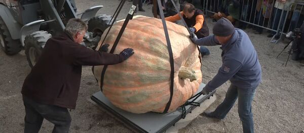 Самую тяжелую тыкву в мире взвесили в Германии - Sputnik Moldova