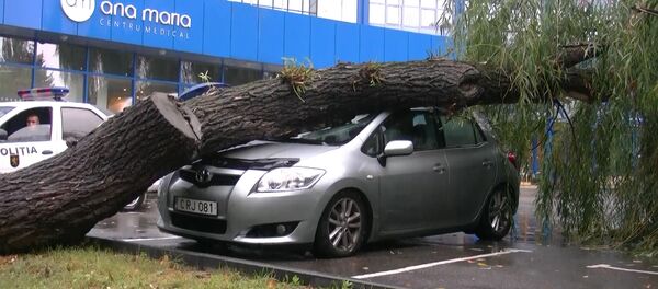 Последствия непогоды: падения деревьев и провалившийся асфальт - Sputnik Молдова