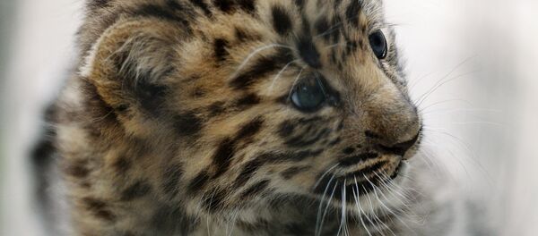 Леопард - Sputnik Молдова