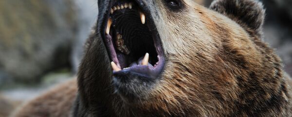 Медведь - Sputnik Молдова