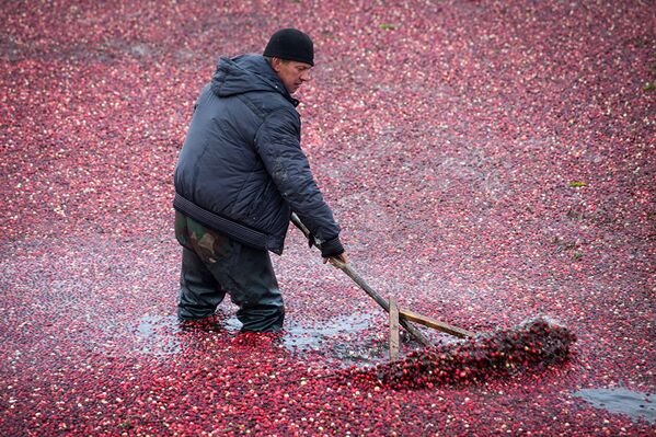 Работники в рыбацких сапогах заходят в воду и сгребают ягоду. - Sputnik Молдова