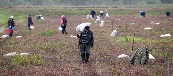 Ручной сухой сбор — тоже работа нелегкая, кропотливая. Такая сухая клюква пойдет на экспорт. Ручной сухой сбор — тоже работа нелегкая, кропотливая. Такая сухая клюква пойдет на экспорт. - Sputnik Молдова