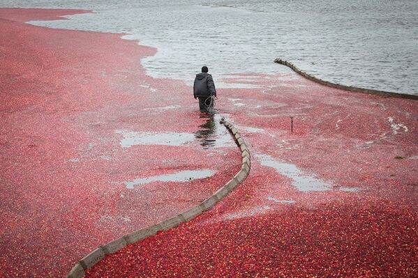 Клюквенно-красное водное пространство — незабываемое зрелище. - Sputnik Молдова