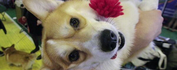 Собака породы вельш корги - Sputnik Молдова
