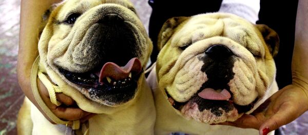 Собаки породы Английский бульдог Собаки породы Английский бульдог - Sputnik Молдова
