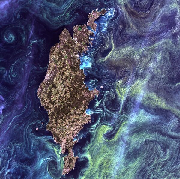 Acumulări masive de fitoplancton în apele întunecate din jurul insulei Gotland în Marea Baltică - Sputnik Moldova-România