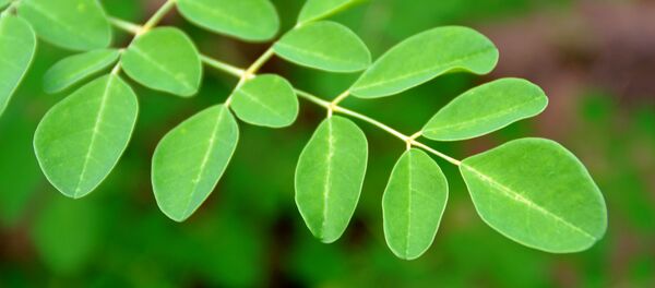 Moringa Moringa - Sputnik Moldova-România
