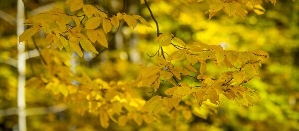 Осень - Sputnik Moldova