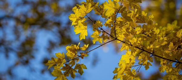 Осень - Sputnik Moldova