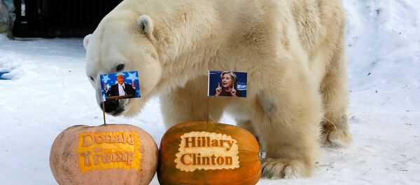 Белый медведь Феликс - Sputnik Молдова