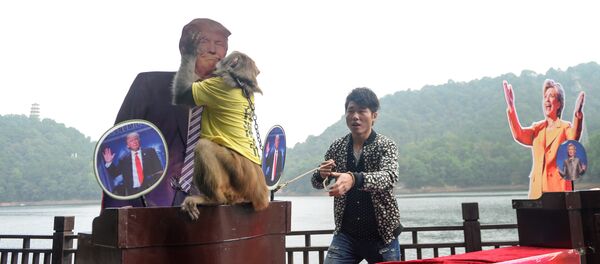 Обезьяна целует картонную очертание Дональда Трампа - Sputnik Молдова