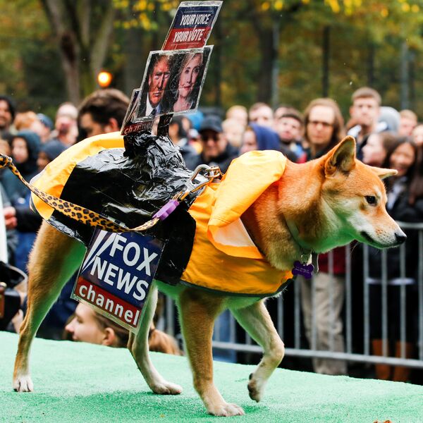 Un câine îmbrăcat cu însemnele postului TV Fox News și cu fotografiile candidatului democrat la prezidențialele din SUA, Hillary Clinton,  și ale republicanului Donald Trump - Sputnik Moldova-România