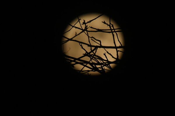 Луна на фоне деревьев. Кыргызстан, вечер понедельника - Sputnik Молдова